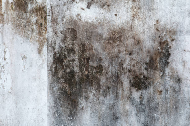 Best Post-Construction Mold Inspection  in Sylvester, GA