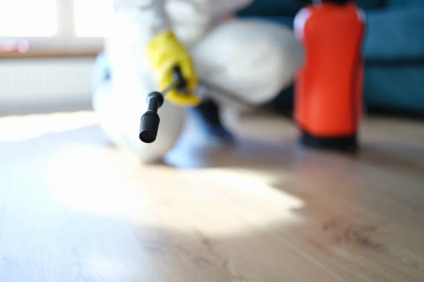 Best Attic Mold Removal  in Sylvester, GA
