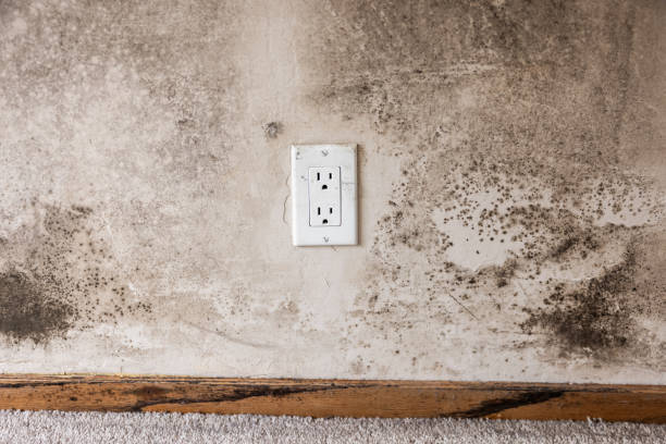 Sylvester, GA Mold Removal Company