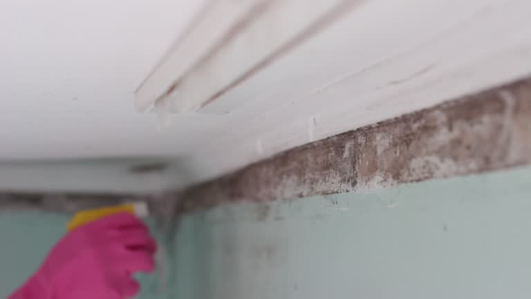 Mold Removal for HVAC Installations in Sylvester, GA